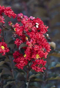 Obraz Lagerstroemia